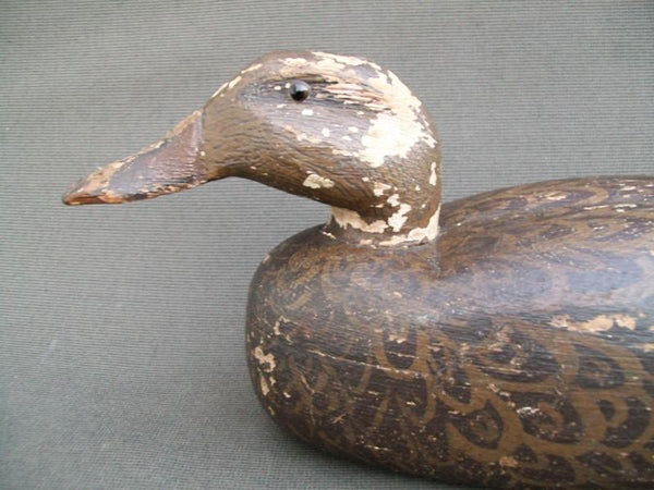 Heck Whittington working Mallard Hen