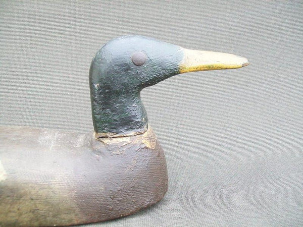 Folky Mallard Drake
