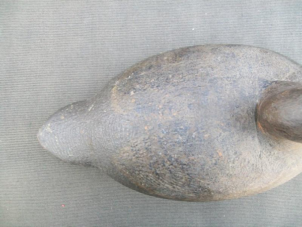 Michigan Canvasback Hen