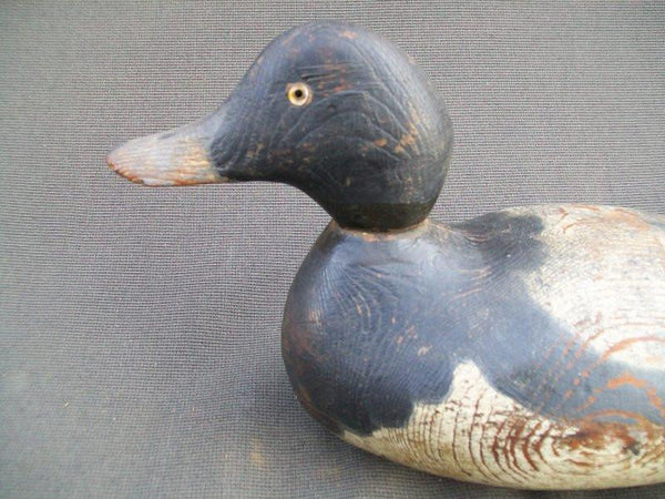 Hayes Blue Bill Drake