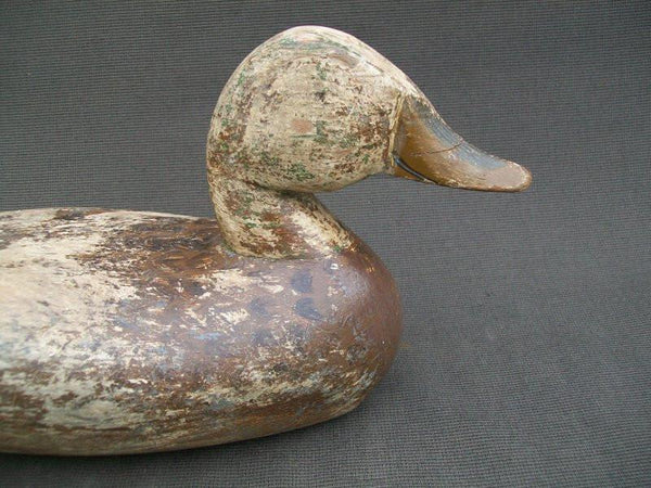 Henry Taubert Sr. Working Mallard Hen Pekin Illinois