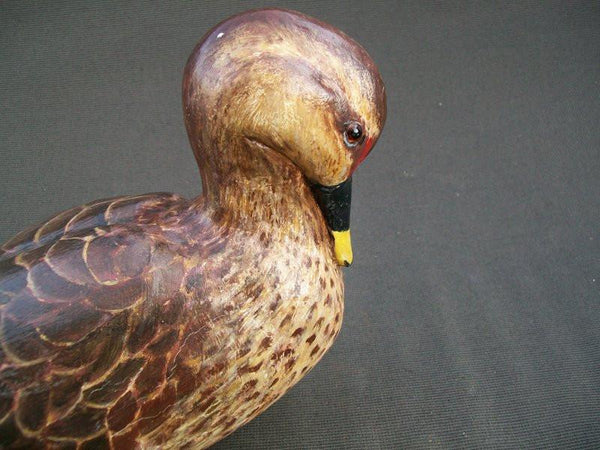 Preening hollow Spotbill duck