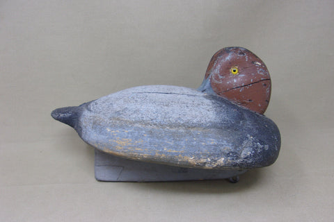 Jim Kelson Preening Redhead (#5149)