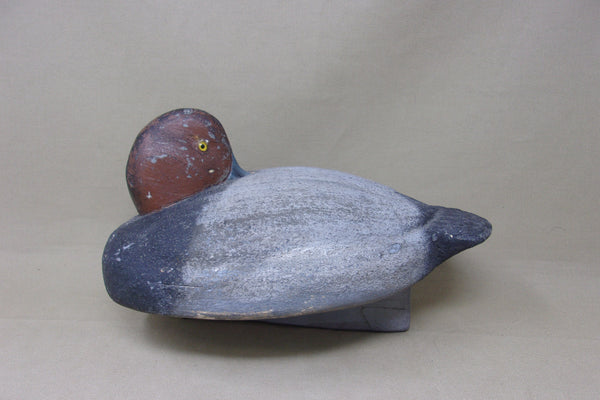 Jim Kelson Preening Redhead (#5149)