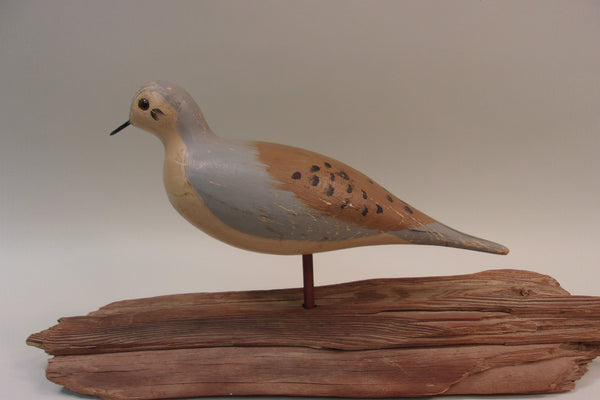 Mourning Dove. working decoy (#5296)
