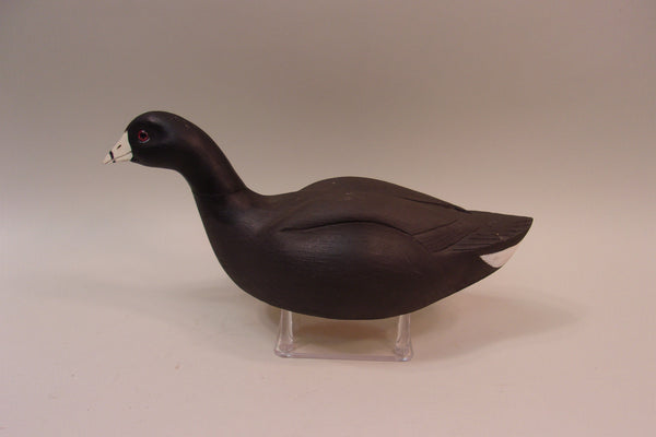 Swimming Coot, Wayne Boblenz, Ohio (#5297)