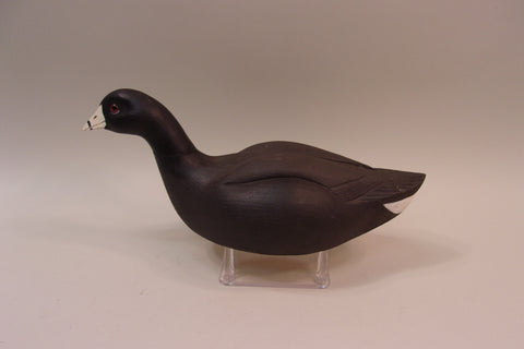 Swimming Coot, Wayne Boblenz, Ohio (#5297)