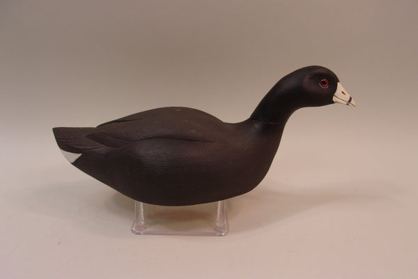 Swimming Coot, Wayne Boblenz, Ohio (#5297)