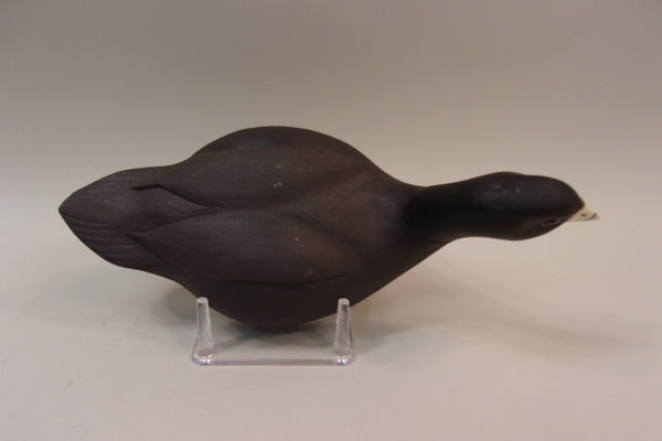 Swimming Coot, Wayne Boblenz, Ohio (#5297)