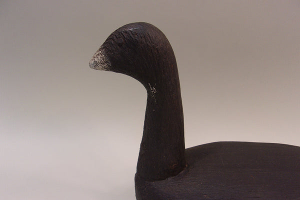 High Headed Wisconsin Coot (#5313)