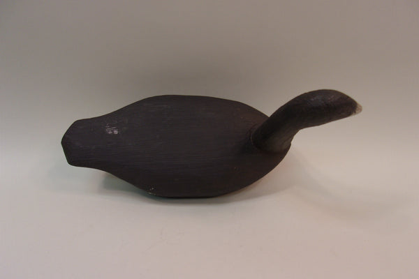 High Headed Wisconsin Coot (#5313)