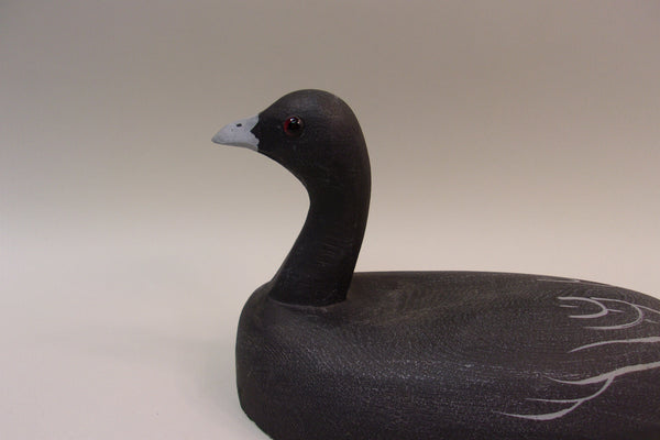 Tom Martindale Coot (#5317)