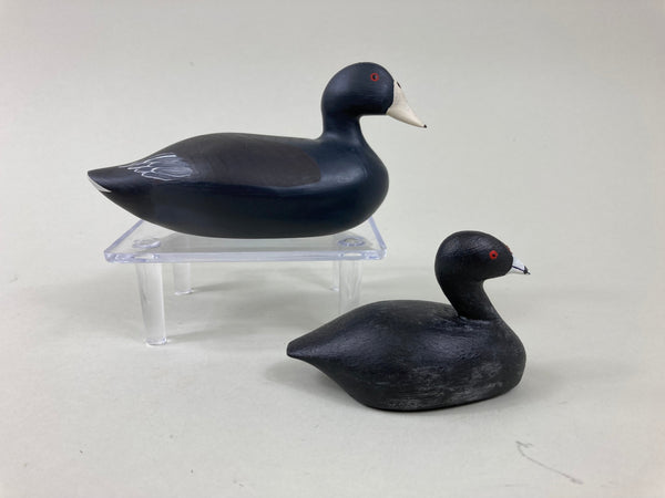 Two- Mini Coots (#5363)