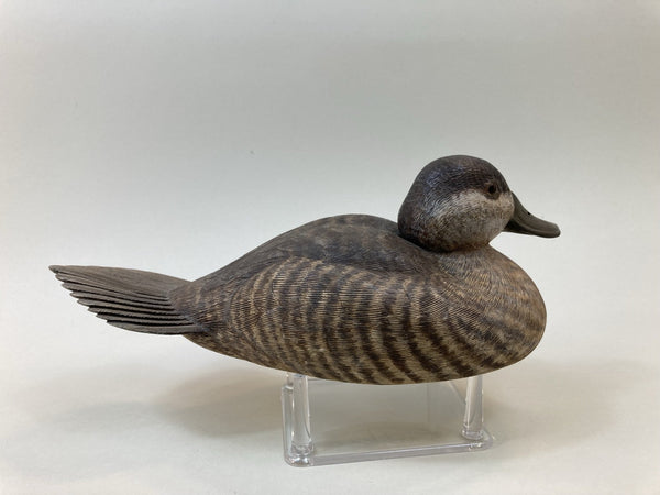Beardsley Ruddy Duck Hen, with History (#5365)