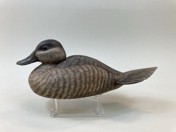 Beardsley Ruddy Duck Hen, with History (#5365)