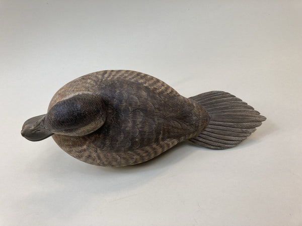 Beardsley Ruddy Duck Hen, with History (#5365)