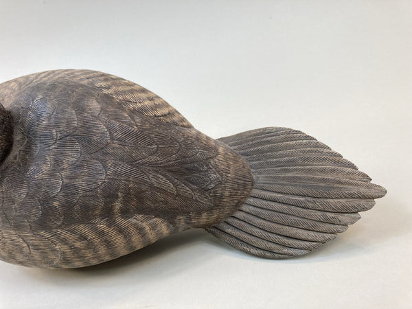 Beardsley Ruddy Duck Hen, with History (#5365)