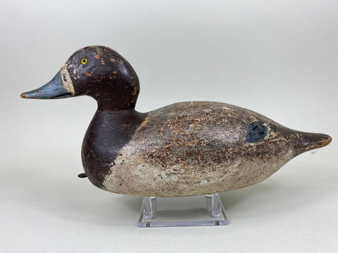 Evans Blue Bill Hen, Mammoth Grade (#5470)