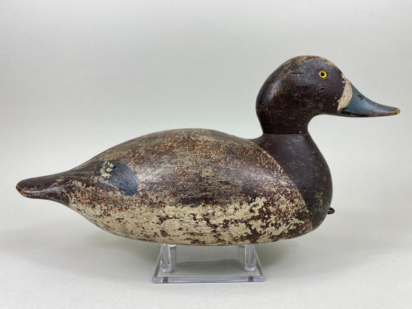 Evans Blue Bill Hen, Mammoth Grade (#5470)