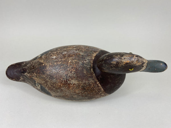 Evans Blue Bill Hen, Mammoth Grade (#5470)