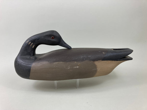 Pete Wilber Preening Brant (#5502)