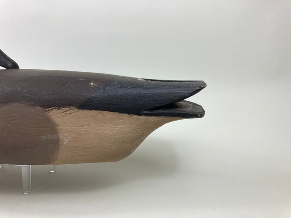 Pete Wilber Preening Brant (#5502)