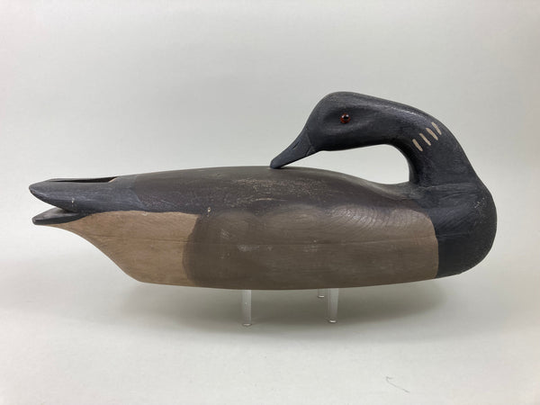 Pete Wilber Preening Brant (#5502)