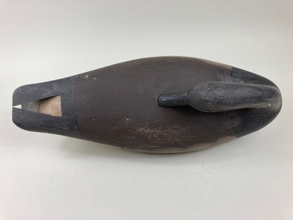 Pete Wilber Preening Brant (#5502)