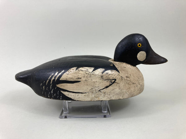 Nichols School Golden Eye Drake (#5533)