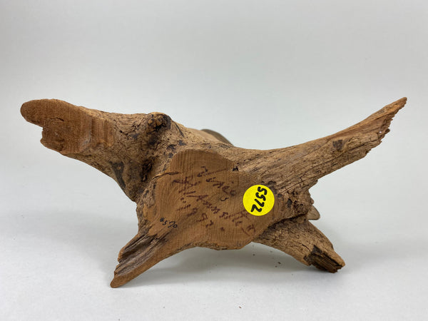 Morning Dove (#5572)