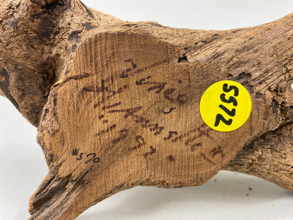 Morning Dove (#5572)