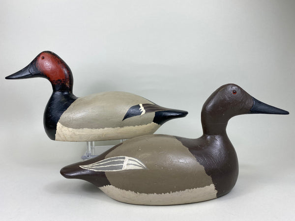 Evans Factory Pair of Mammoth Canvasbacks (#5627)