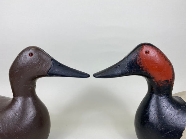 Evans Factory Pair of Mammoth Canvasbacks (#5627)