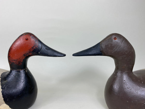 Evans Factory Pair of Mammoth Canvasbacks (#5627)