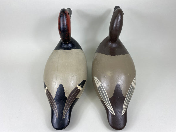 Evans Factory Pair of Mammoth Canvasbacks (#5627)