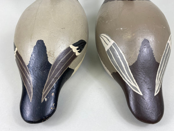 Evans Factory Pair of Mammoth Canvasbacks (#5627)