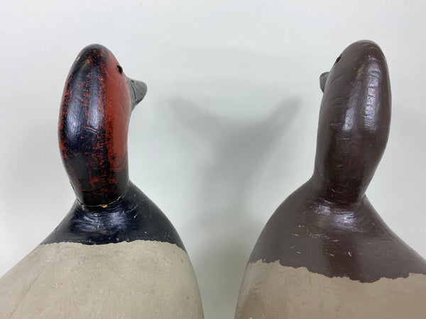 Evans Factory Pair of Mammoth Canvasbacks (#5627)