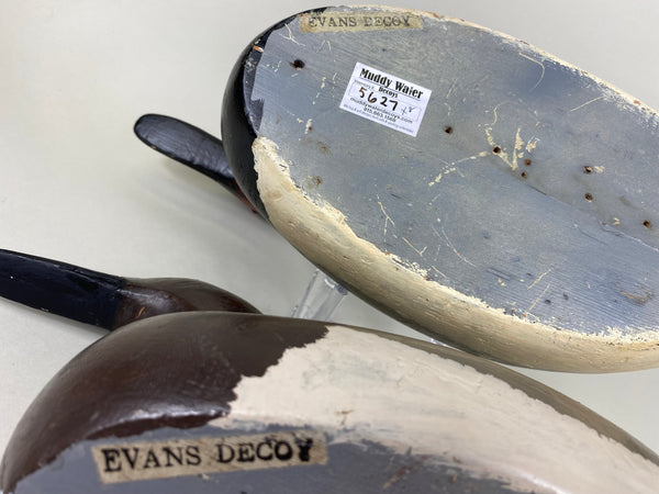 Evans Factory Pair of Mammoth Canvasbacks (#5627)