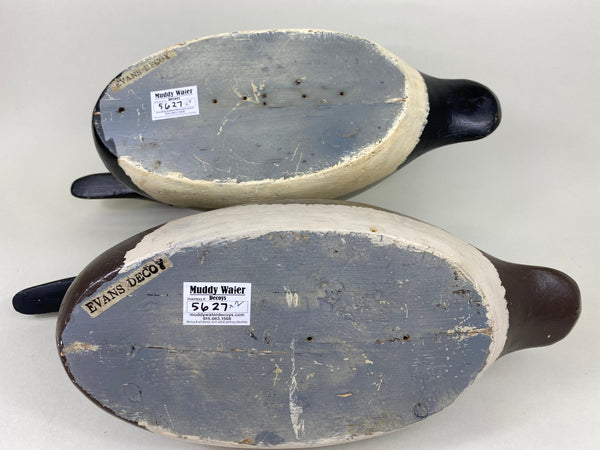 Evans Factory Pair of Mammoth Canvasbacks (#5627)