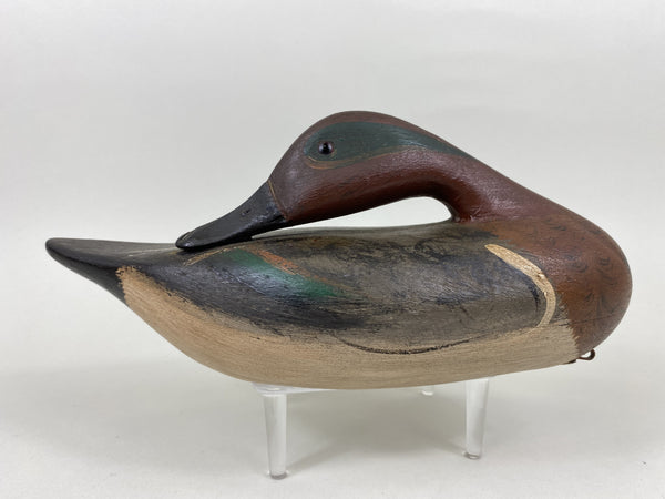 Illinois River Sleeper Greenwing Teal (#5630)