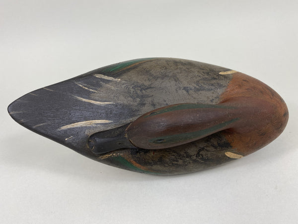 Illinois River Sleeper Greenwing Teal (#5630)