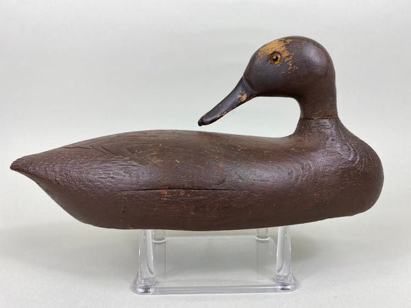 Canadian Teal, Sleeper Hen, All Original (#5634)