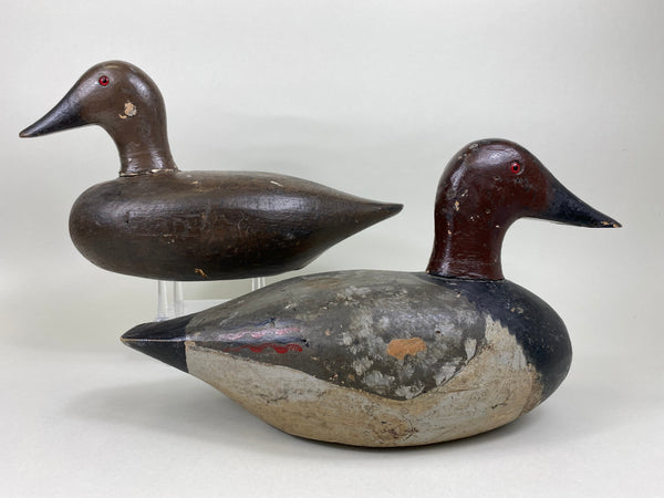 Pair of New York Canvasbacks (#5635)