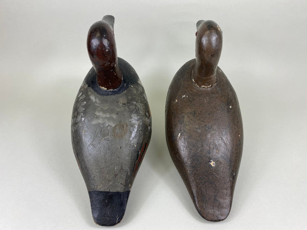 Pair of New York Canvasbacks (#5635)