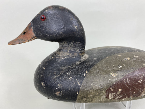 Illinois River Canvasback Painted as Mallard, Circa 1900's (#5712)
