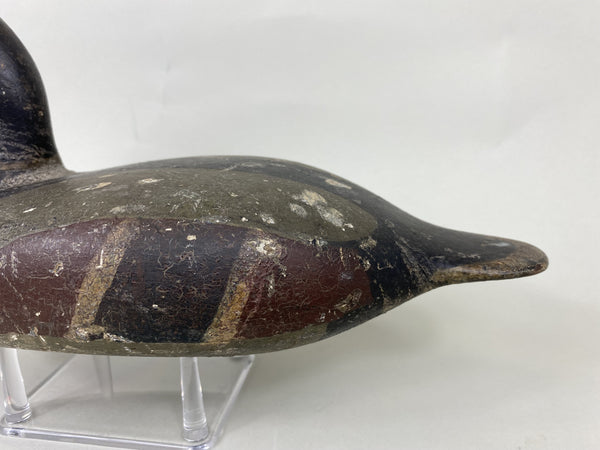 Illinois River Canvasback Painted as Mallard, Circa 1900's (#5712)