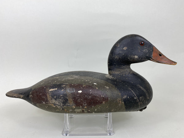 Illinois River Canvasback Painted as Mallard, Circa 1900's (#5712)