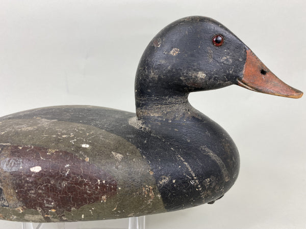 Illinois River Canvasback Painted as Mallard, Circa 1900's (#5712)