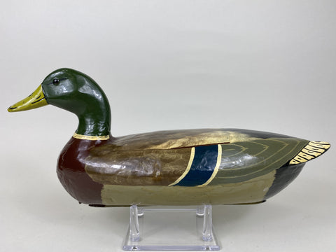 Henry Holmes Mallard Drake, Circa 1910's (#5748)