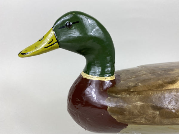 Henry Holmes Mallard Drake, Circa 1910's (#5748)